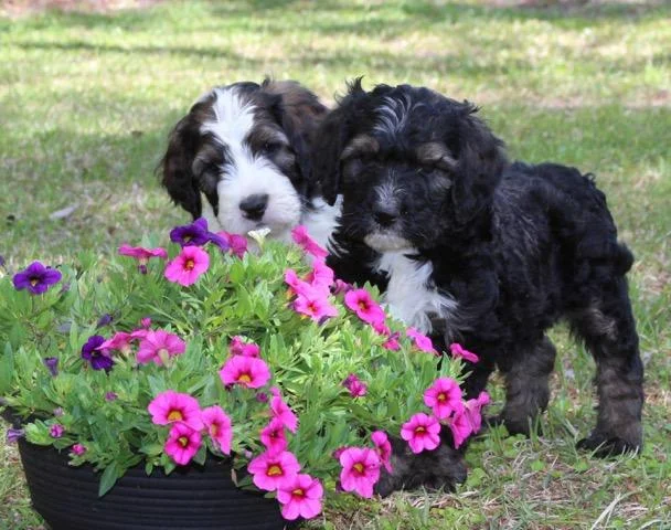Cobblestone bernedoodle hotsell